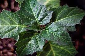 Maybe you would like to learn more about one of these? Bahaya Dan Manfaat Daun Kecubung