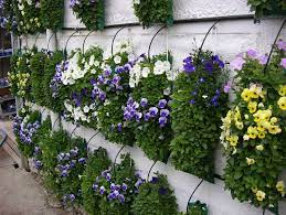 Pansy Filled Hanging Flower Bags Hanging Plants Hanging Flowers Dream Garden
