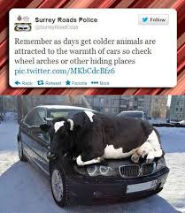  Check Your Car Indeed Semuanya Lucu Binatang Lucu