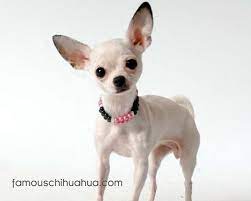 Pin Di Chihuahuas