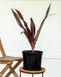 Maybe you would like to learn more about one of these? Crinum Augustum Queen Emma Crinum Lily Queen Emma Plantvine