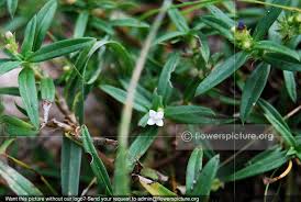 Image result for Oldenlandia herbacea