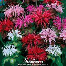 Image result for Monarda didyma