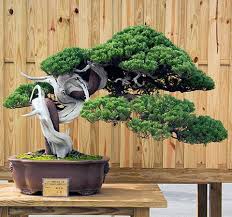 Junipers grow vigorously during the spring, summer and fall months. 5 Tips For Better Junipers Bonsai Tree Pty Ltd