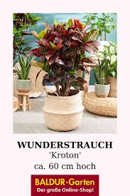 Wunderstrauch Kroton Ca 60 Cm Hoch Baldur Garten In 2020 Zimmerpflanzen Pflanzen Blattzeichnung