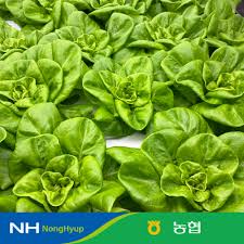 (농할) 농협 샐러드용 채소 믹스 채소 3~4종 1kg 스마트팜 재배