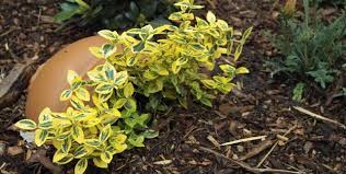 Unklarheiten gibt es häufig auch darüber, wie man mulch im garten richtig ausbringt. Rindenmulch Tipps Rund Um Rindenmulch In Unserem Garten Lexikon