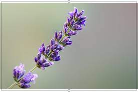 In the garden, lavender works well if planted in clumps or as a low hedge. 12 Types Of Lavender Growing Info Proflowers Blog