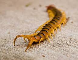 While it is possible that one might bite a person, more than likely it would take picking up a house centipede and. Centipede Bites And Treatment Desertusa
