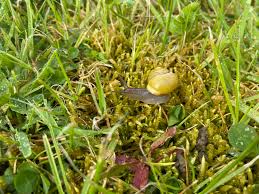 We did not find results for: Are All Snails Evil Gardening