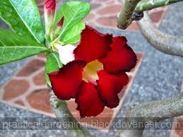 Check spelling or type a new query. Practical Gardening Easy Grafting Technique For Adenium Desert Rose