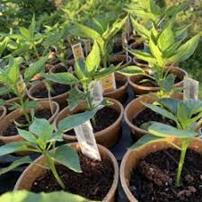 Johnson's nursery headquarters is in menomonee falls, wisconsin, conveniently located 20 minutes northwest of milwaukee. Best Plant Nurseries Near Me June 2021 Find Nearby Plant Nurseries Reviews Yelp