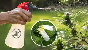 Despite seemingly wanting to land on anything going, flies are quite fussy when it comes to certain smells and flavours. How To Get Rid Of Cannabis Whiteflies Easily Herbies