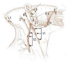 The occipital lymph nodes are located at the back of your head, at the upper part of your nape. Occipital Lymph Nodes Wikipedia