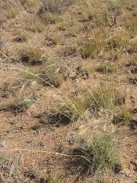Image result for Aristida diffusa
