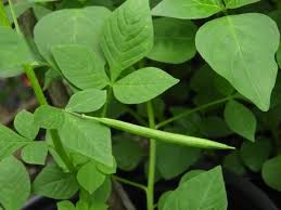 Image result for Cleome gynandra