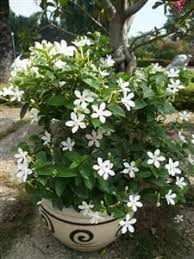 4 Seasons Flowers Wrightia Antidysenterica Balcony Plants Fragrant Plant Moonflower Vine