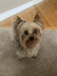 We did not find results for: Animal Care Clinics Animalcc Vet Twitter