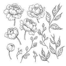 Peony Flower And Leaves Drawing Vector Hand Drawn Engraved Floral Flower Line Drawings Leaf Drawing Peony Drawing