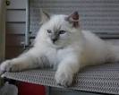 Lilac Ragdoll Cat | Lilac Ragdoll Kittens For Sale USA ...