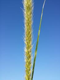 Image result for Cenchrus caudatus