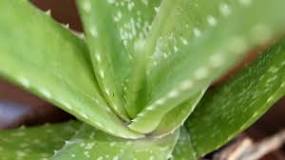 Image result for why does my aloe vera plant have white spots