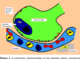 Schematic diagram and concept map of image source inhalation pneumonia or aspiration. Pdf A Continuum Of Disease From Community Acquired Pneumonia To Multiple Organ Dysfunction Syndrome Semantic Scholar