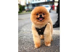 buyumeyen irk sus kopegi gulen ayi surat teddybear pomeranian boo oglumuz tombi nettepet com