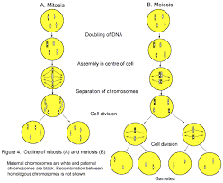 Cells may appear inactive during this stage, but they are quite the opposite.this is the longest period of the complete cell cycle during which dna replicates, the centrioles divide, and proteins are actively produced. Sites To Use To Practice Skills Needed On The Biology Gateway Exam Mitosis Biology Molecular Biology