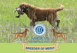 Maybe you would like to learn more about one of these? Del Brave Chesapeake Bay Retriever Breeders Nc Chesapeake Bay Retriever Puppies For Sale Nc Chesapeake Puppies For Sale Chesapeake Puppy Breeder Chesapeake Bay Retrievers Akc Chesapeakes Akc Chesapeake Bay Retriever Pups