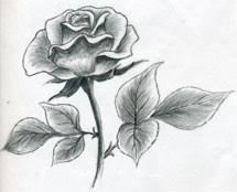 Scan of 2 d image in the public domain believed to be free to use without restriction in the us. Rose In Black And White Step By Step Drawing Manual