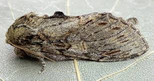 Image result for Peridea anceps