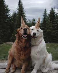 Hunde Liebe Hunde Liebe Cute Animals Puppies Cute Dogs