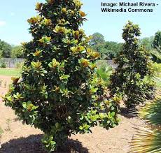 Buy teddy bear® southern magnolias online with delivery right to your doorstep. Magnolia Trees And Shrubs With Their Flowers And Leaves Pictures