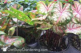 But these plants have a few drawbacks. How To Overwinter Caladium Bulbs Winter Care Tips