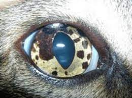 Check spelling or type a new query. Spots In Cat S Eye Celebration Veterinary Hospital