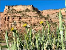 Image result for Allophylus tanzaniensis