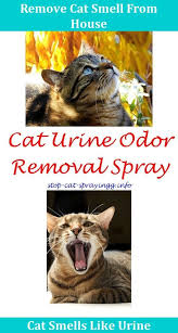 Cat Repellent Cat Pee On Bed Sleep Spray Against Cats Neutered Cat Spraying Everywhere Clean Up Cat Spray Cat Pee Out Of Carp Cat Spray Cat Urine Cat Pee Smell