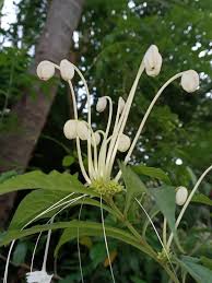 Image result for Clerodendrum incisum