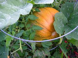 Check spelling or type a new query. The Garden The Basch Family