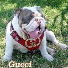 2 hounds design freedom no pull dog harness. Gucci Sporting His Custom Gucci Harness Thanks To All My Customers Who Are Patient On Their Orders French Bulldog French Bulldog Drawing Cute French Bulldog