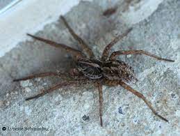 Wolf Spiders Florida Eco Travel Guide In 2021 Wolf Spider Spider Wolf