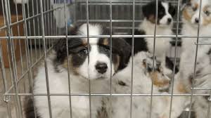 Selling dog pictures you may sell the puppy images you have got if you are considering something productive. New York Senate Passes Ban On Pet Store Animal Sales Mental Floss