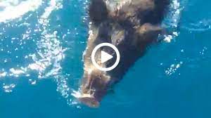 La prima ipotesi, da verificare. Salvato Un Cinghiale Dall Annegamento Nuotava In Alto Mare