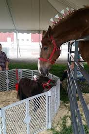 Horses are one of the tallest domesticated creatures on the planet. On This Day In 2010 Big Jake The World S Tallest Horse Is Measured Guinness World Records