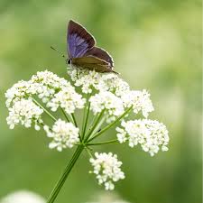 Image result for Anisosepalum