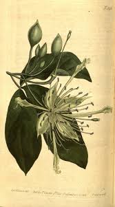 Image result for Ritchiea