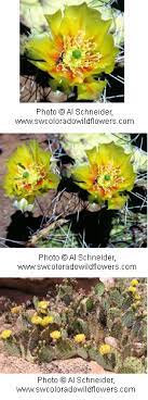 The prickly pear comes from a cactus plant that grows best in areas receiving full sun.3 a member of the cactaceae or cactus family, it's also known as nopal,4 indian fig opuntia and devil's tongue.5. Berry Pricklypear Arches National Park U S National Park Service