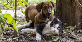 Trova i migliori video gratuiti di cani e gatti. Un Gattino Tranquillizza Una Cagnolina Nel Modo Piu Tenero E Dolce Possibile Video Il Mio Gatto E Leggenda