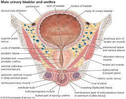 Male Urinary Bladder Human Body Muscles Human Body Bones Anatomy